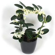 Jasmin de Madagascar + Cache pot Anthracite /